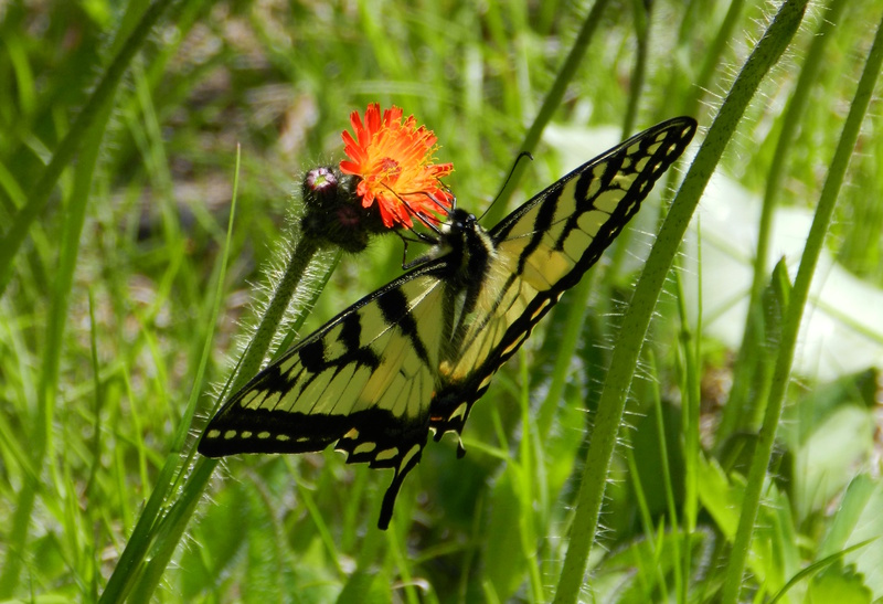 DSCN3430-swallowtail.jpg