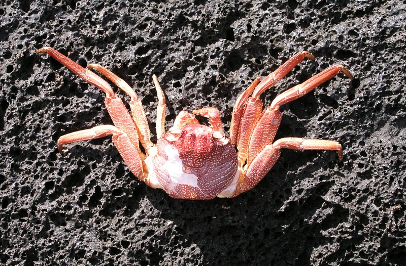 crab-shell.jpg