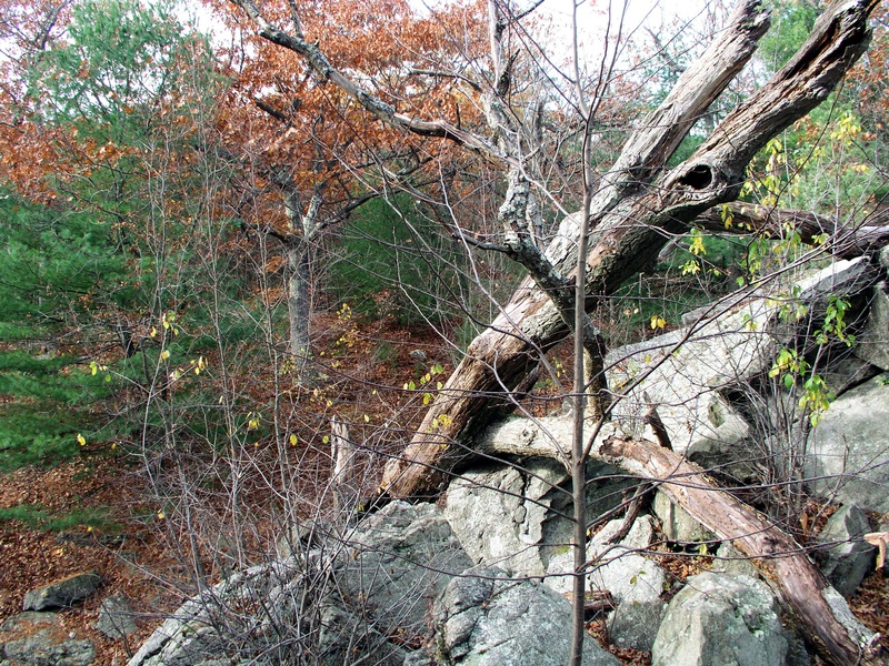 dead-tree-near-panther-cave.jpg
