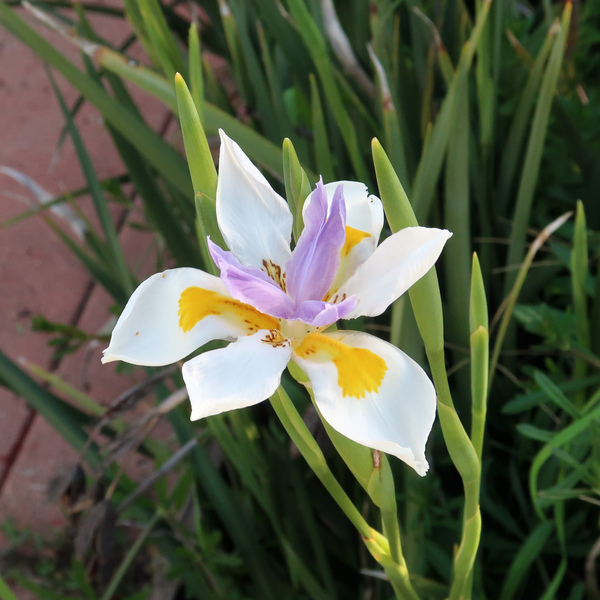 IMG_1314-wild-iris.jpg