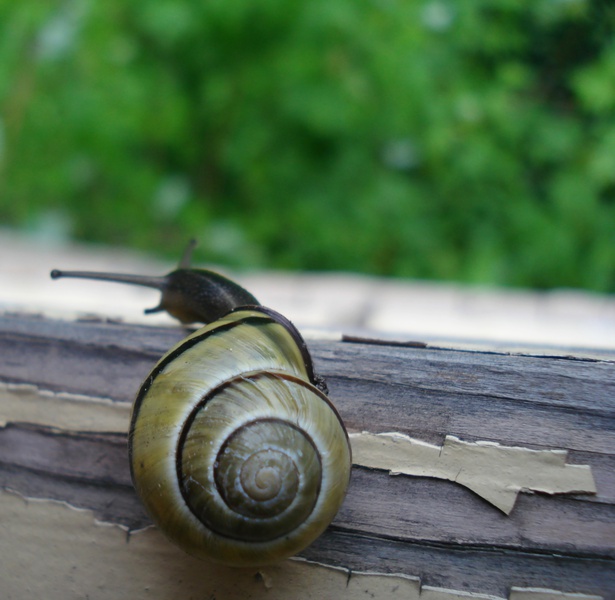 snail-4.jpg